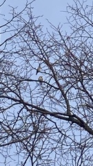 Carduelis