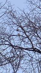 Carduelis