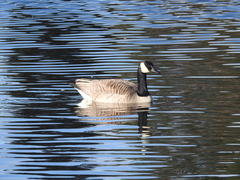 Branta canadensis