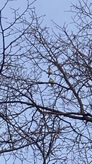 Carduelis