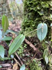 Pleurothallis killipii
