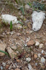 Lomatium marginatum marginatum