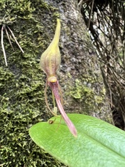 Pleurothallis killipii