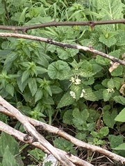 Lamium album