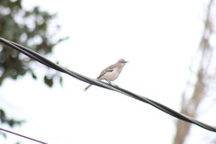 Mimus polyglottos image
