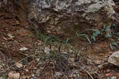 Lomatium marginatum marginatum
