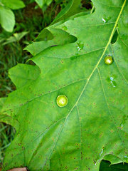 Amphibolips quercusostensackenii