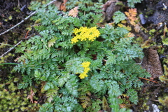 Lomatium hallii