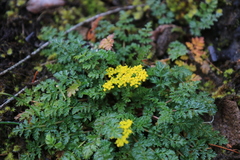 Lomatium hallii