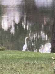 Ardea alba