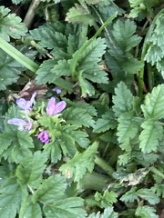 Erodium moschatum