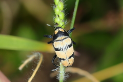 Cholus flavofasciatus