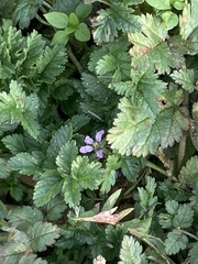Erodium moschatum