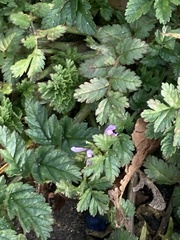 Erodium moschatum