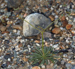 Oxytheca dendroidea dendroidea