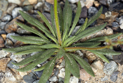 Oxytheca dendroidea dendroidea