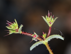 Oxytheca dendroidea dendroidea