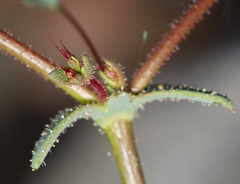 Oxytheca dendroidea dendroidea