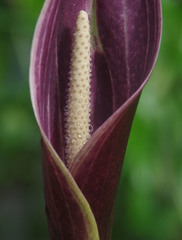 Cyrtosperma cuspidispathum