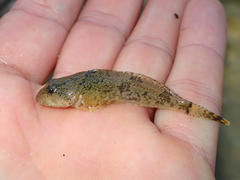 Cottus girardi