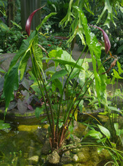 Cyrtosperma cuspidispathum