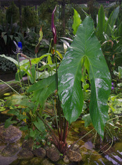 Cyrtosperma cuspidispathum