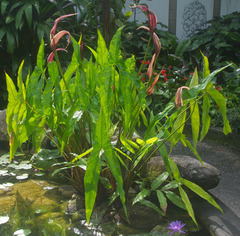 Cyrtosperma cuspidispathum