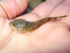 Cottus girardi