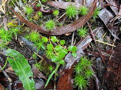 Gonocarpus micranthus