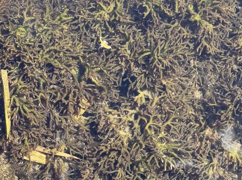 Gracilaria salicornia