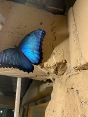 Morpho helenor peleides