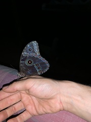 Morpho helenor peleides