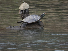 Graptemys geographica