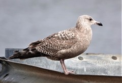 Larus argentatus
