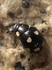 Hyperaspis octonotata