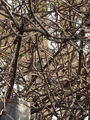 Passer domesticus