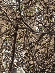 Passer domesticus
