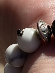 Hyperaspis octonotata