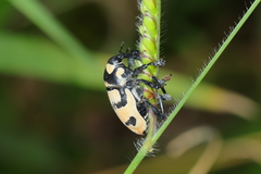 Cholus flavofasciatus