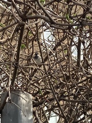 Passer domesticus