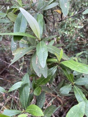 Olearia viscosa