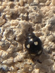 Hyperaspis octonotata