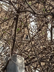 Passer domesticus