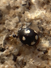 Hyperaspis octonotata