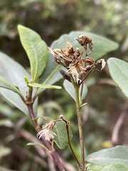 Olearia viscosa