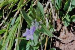 Penstemon bleaklyi