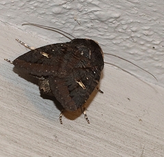 Neumichtis adamantina