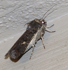 Neumichtis adamantina