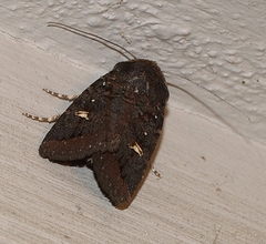 Neumichtis adamantina