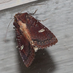 Neumichtis adamantina